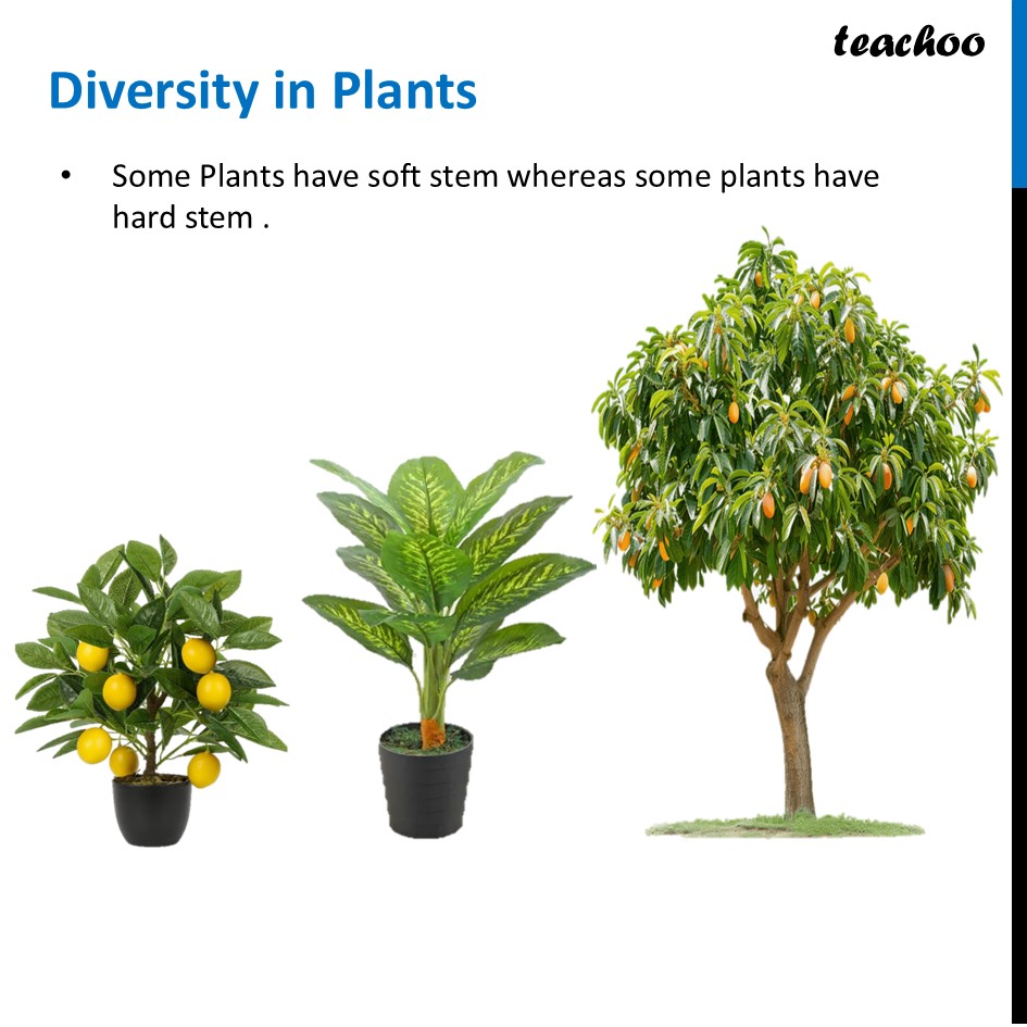 part 5 - Meaning of Diversity - Concepts - Chapter 2 Class 6 - Diversity in the living world (Curiosity) - Class 6
