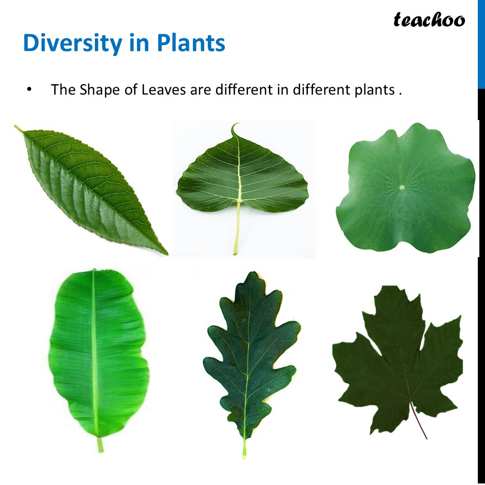 part 6 - Meaning of Diversity - Concepts - Chapter 2 Class 6 - Diversity in the living world (Curiosity) - Class 6