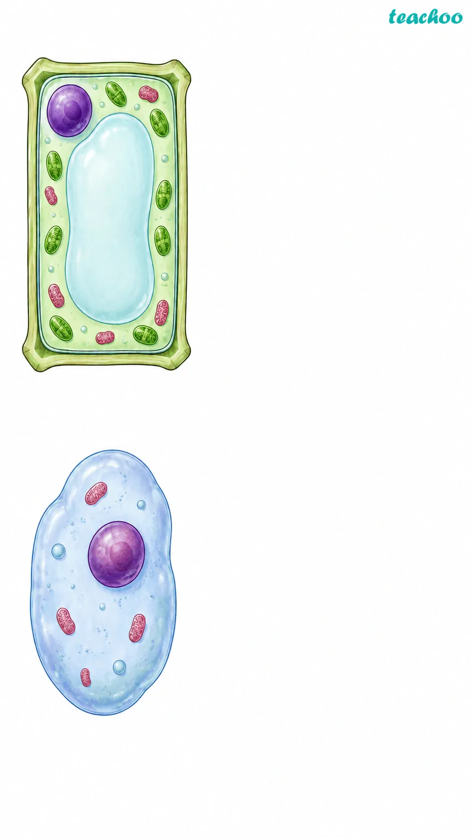 Image: A plant cell and an animal cell shown side by side, both with membrane, cytoplasm, and nucleus, but the plant cell also showing a cell wall, chloroplasts, and a large vacuole