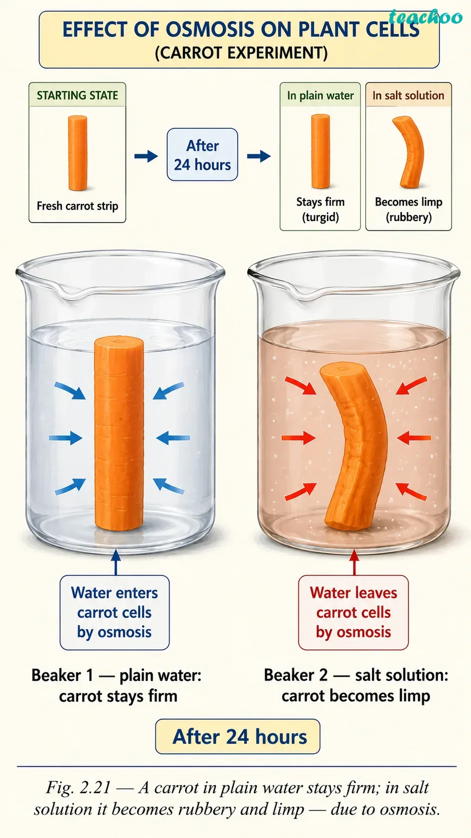 Question 8 — A researcher carrie - Cell — The Building Bl - [Teachoo] - Questions at the end of the chapter