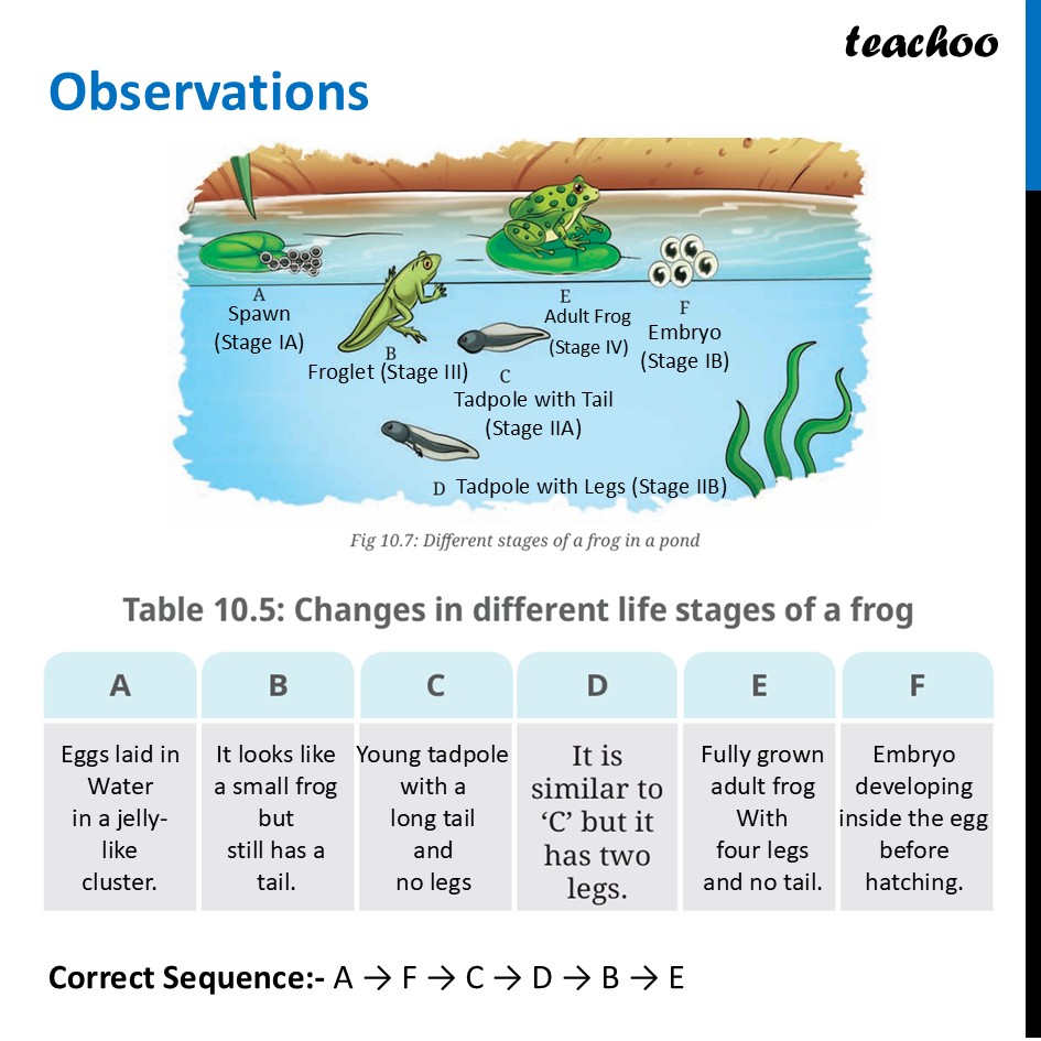 part 10 - Life Cycle of Animals - Concepts - Chapter 10 Class 6 - Living Creatures: Exploring their Characterstics - Class 6