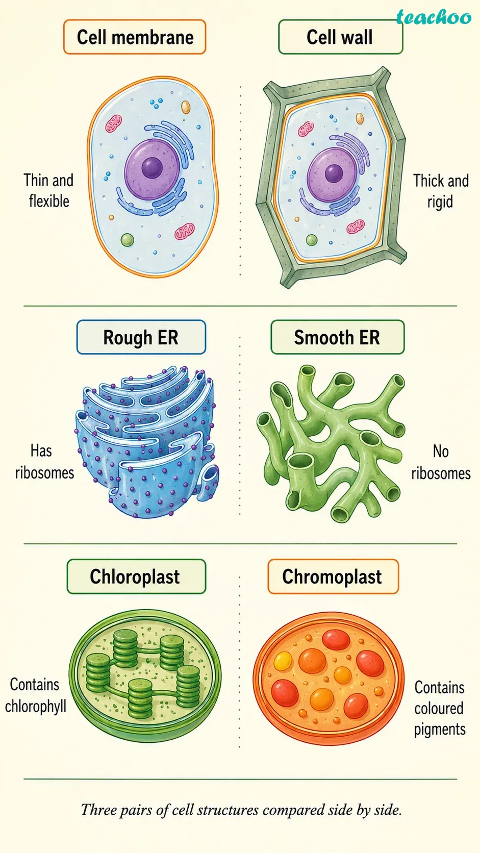 Question 1 — Differentiate betwe - Cell — The Building Bl - [Teachoo] - Questions at the end of the chapter