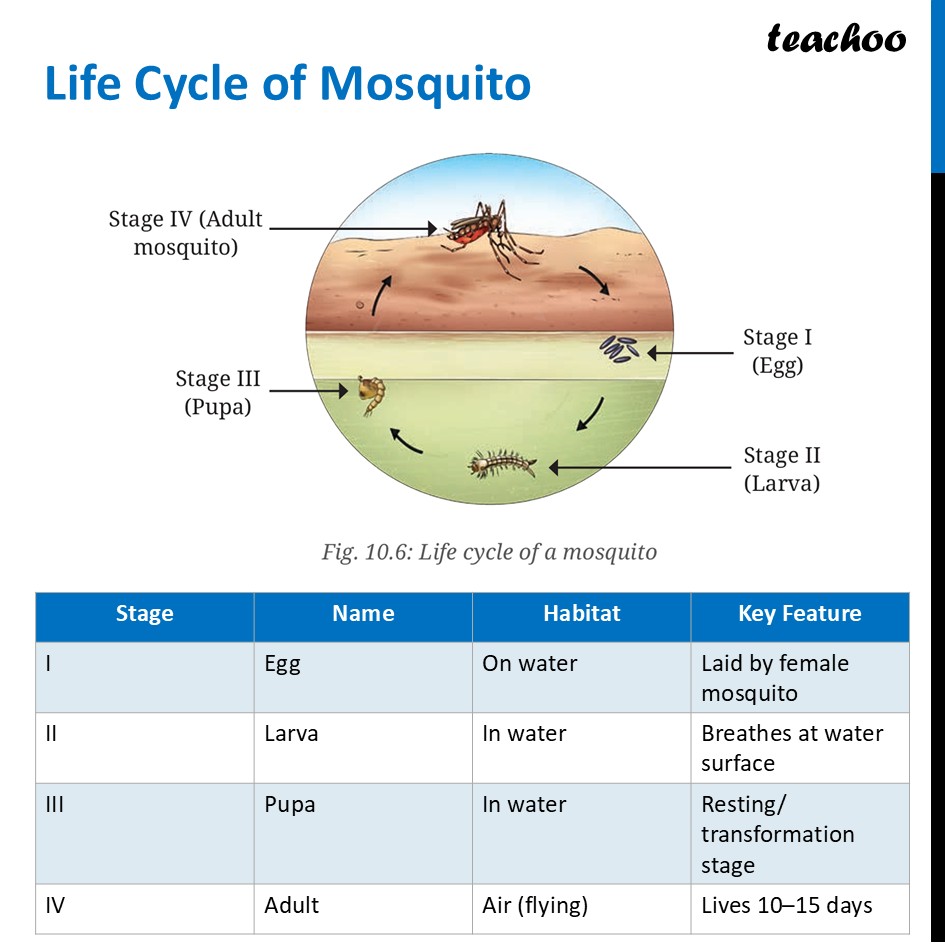 part 2 - Life Cycle of Animals - Concepts - Chapter 10 Class 6 - Living Creatures: Exploring their Characterstics - Class 6