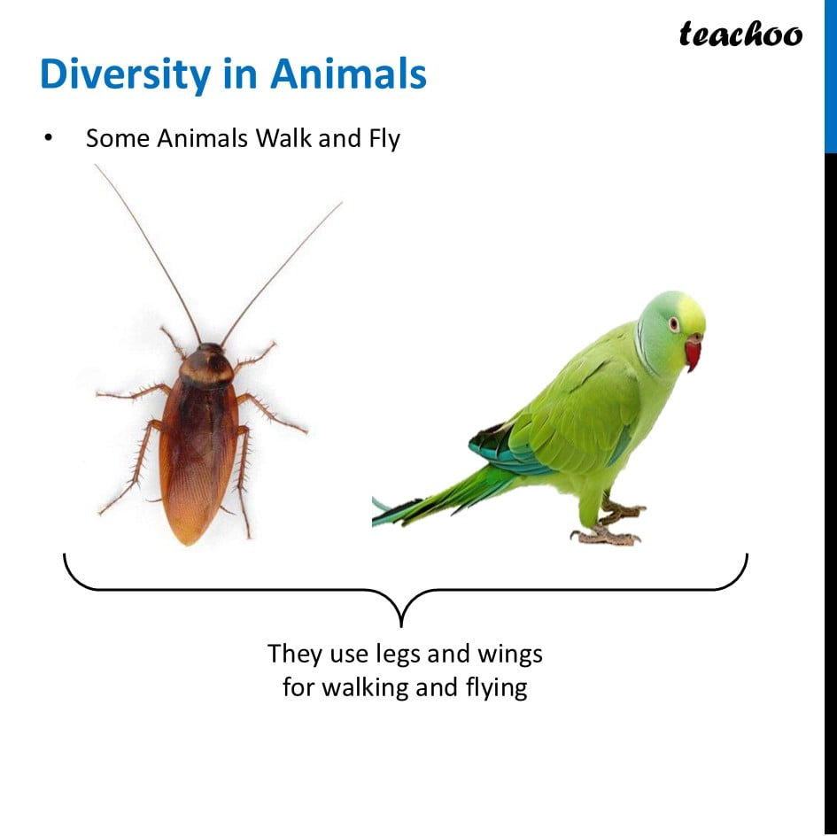 part 5 - How to Group Animals on Basis of type of Movement - Concepts - Chapter 2 Class 6 - Diversity in the living world (Curiosity) - Class 6