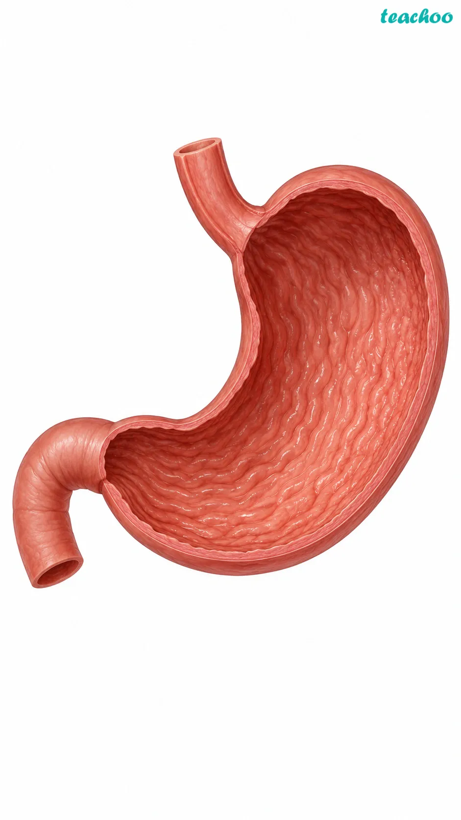 Image: The stomach drawn as an organ, cut open to show that it is built from several different tissues working together: muscle tissue, an inner lining tissue and gland tissue
