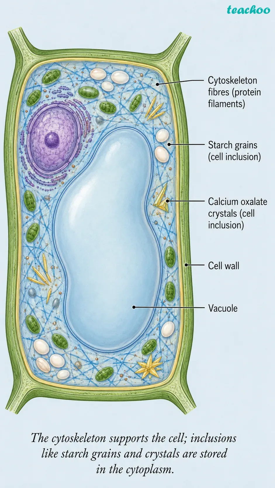 part 5 - 2.3 The Cell Interior — A Coordinated Working System - Concepts - Chapter 2 - Cell: The Building Block of Life (Exploration) - Class 9 (Exploration)