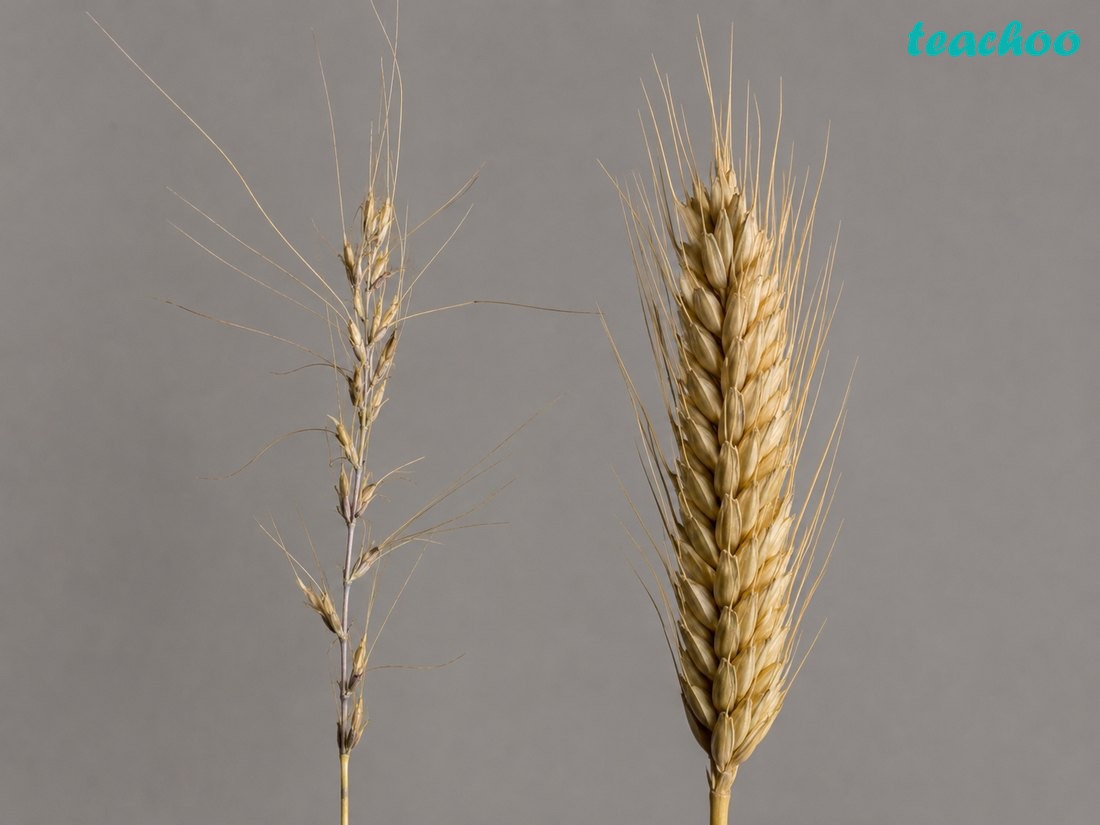 What was the hallmark of this re - Early Humans and Begin - [Teachoo] - Concepts