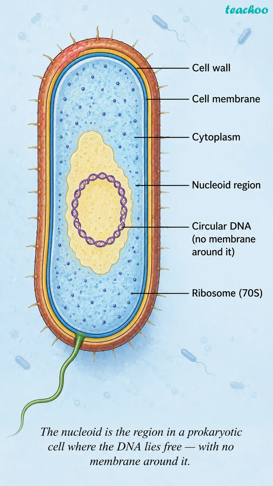 part 3 - 2.3.1 Why do eukaryotic cells need these organelles? - Concepts - Chapter 2 - Cell: The Building Block of Life (Exploration) - Class 9 (Exploration)