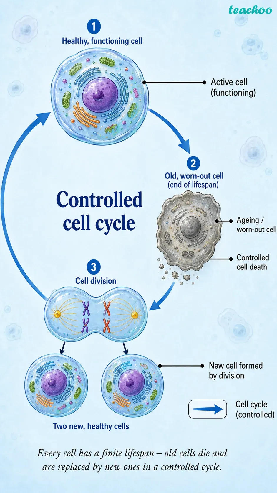 part 2 - 2.5 Cell Theory — The Unifying Principle of Biology - Concepts - Chapter 2 - Cell: The Building Block of Life (Exploration) - Class 9 (Exploration)