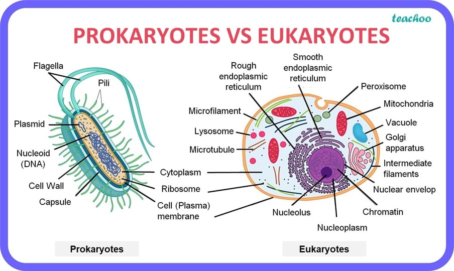 Prokaryotes vs Eukaryotes.jpg