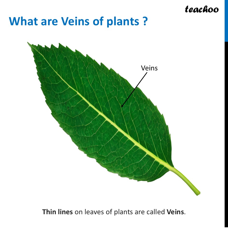 What is Reticulate and Parallel Venation? - (Class 6 Science) - Concepts