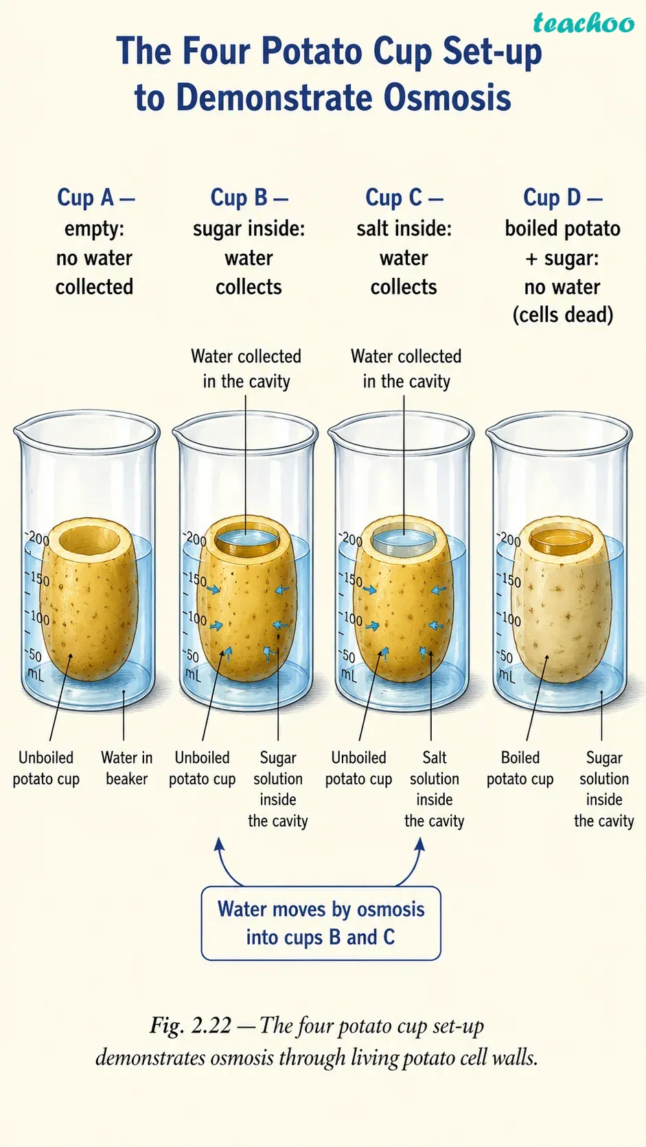 Question 10 &mdash; Carry out the foll - Cell &mdash; The Building Bl - [Teachoo] - Questions at the end of the chapter