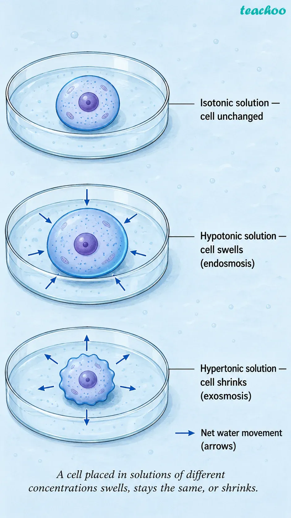 part 8 - 2.2.1 Cell membrane — The universal feature of a cell - Concepts - Chapter 2 - Cell: The Building Block of Life (Exploration) - Class 9 (Exploration)
