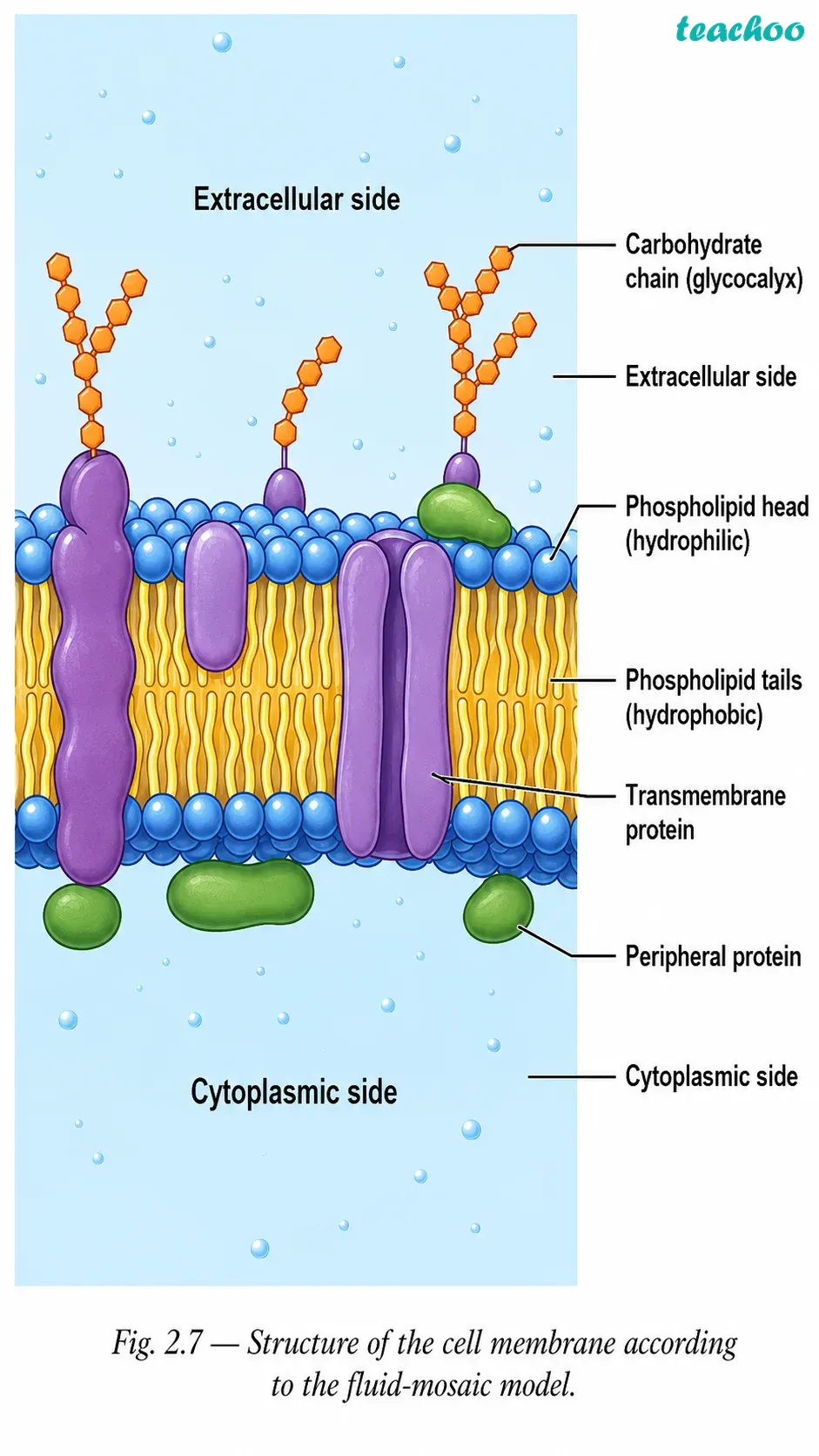 part 5 - 2.2.1 Cell membrane — The universal feature of a cell - Concepts - Chapter 2 - Cell: The Building Block of Life (Exploration) - Class 9 (Exploration)