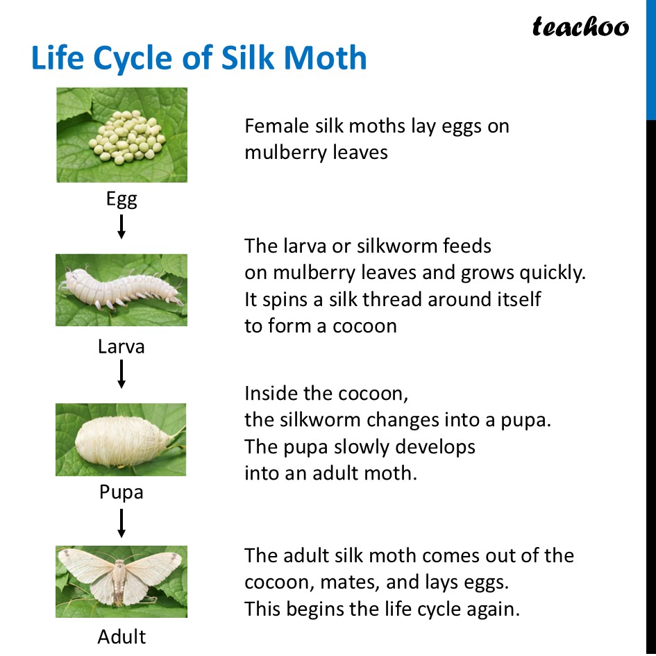 part 5 - Life Cycle of Animals - Concepts - Chapter 10 Class 6 - Living Creatures: Exploring their Characterstics - Class 6