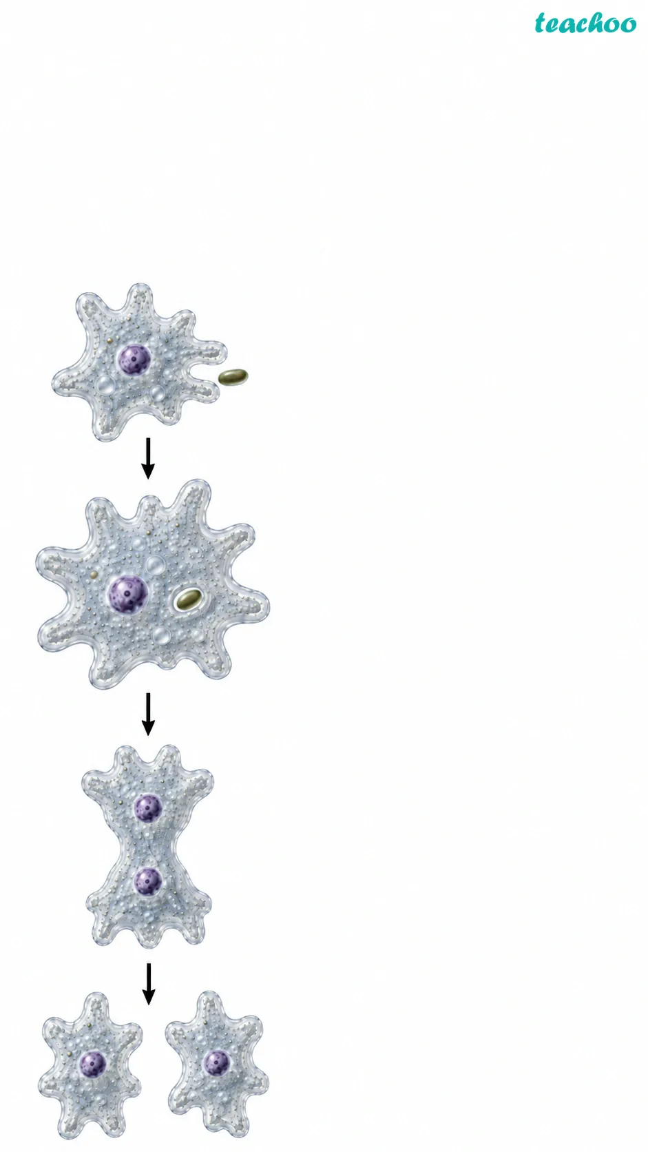 Image: A single bacterium shown eating, growing, and dividing on its own, showing that one cell can carry out all the processes of life