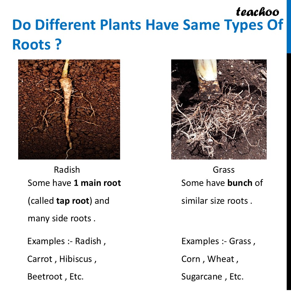 part 2 - What are Tap Roots and Fibrous Roots? - Concepts - Chapter 2 Class 6 - Diversity in the living world (Curiosity) - Class 6