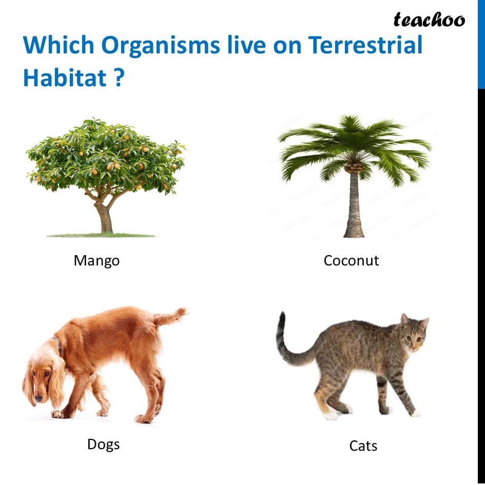 part 8 - Habitat - Concepts - Chapter 2 Class 6 - Diversity in the living world (Curiosity) - Class 6