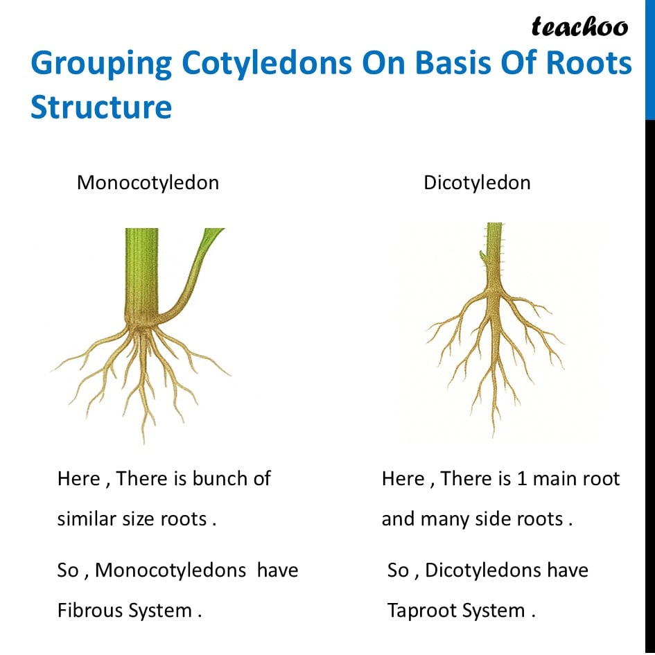 part 6 - What are Monocotyledon and Dicotyledons? - Concepts - Chapter 2 Class 6 - Diversity in the living world (Curiosity) - Class 6