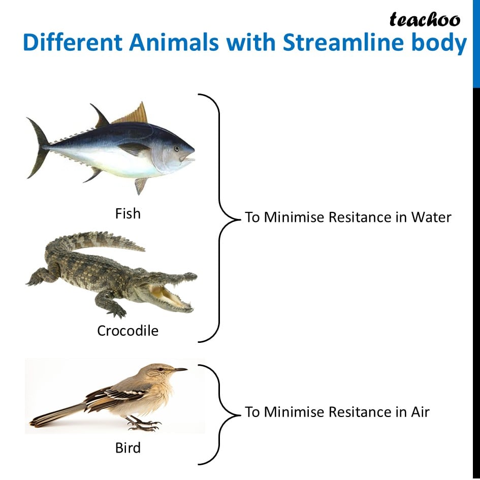 part 10 - How to Group Animals on Basis of type of Movement - Concepts - Chapter 2 Class 6 - Diversity in the living world (Curiosity) - Class 6
