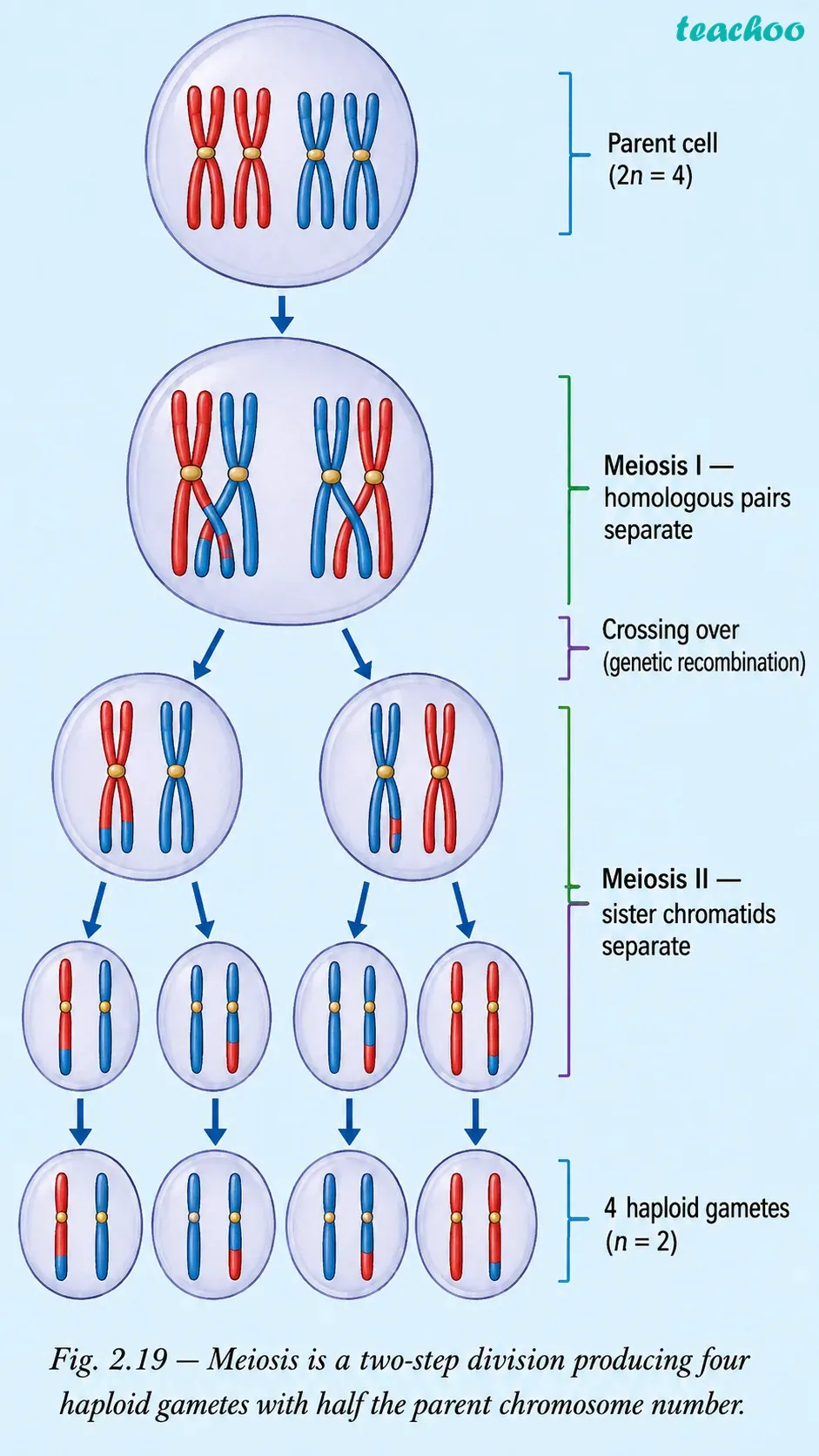 part 3 - 2.4.1 Cell division - Concepts - Chapter 2 - Cell: The Building Block of Life (Exploration) - Class 9 (Exploration)