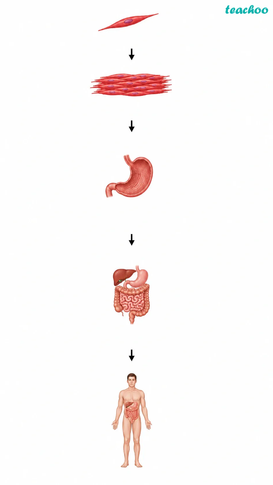 Image: A step-by-step diagram showing muscle cells forming muscle tissue, forming the stomach, which is part of the digestive system, which makes up the human body