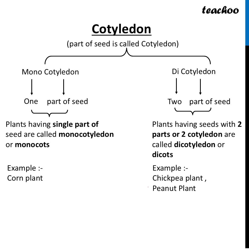 part 3 - What are Monocotyledon and Dicotyledons? - Concepts - Chapter 2 Class 6 - Diversity in the living world (Curiosity) - Class 6