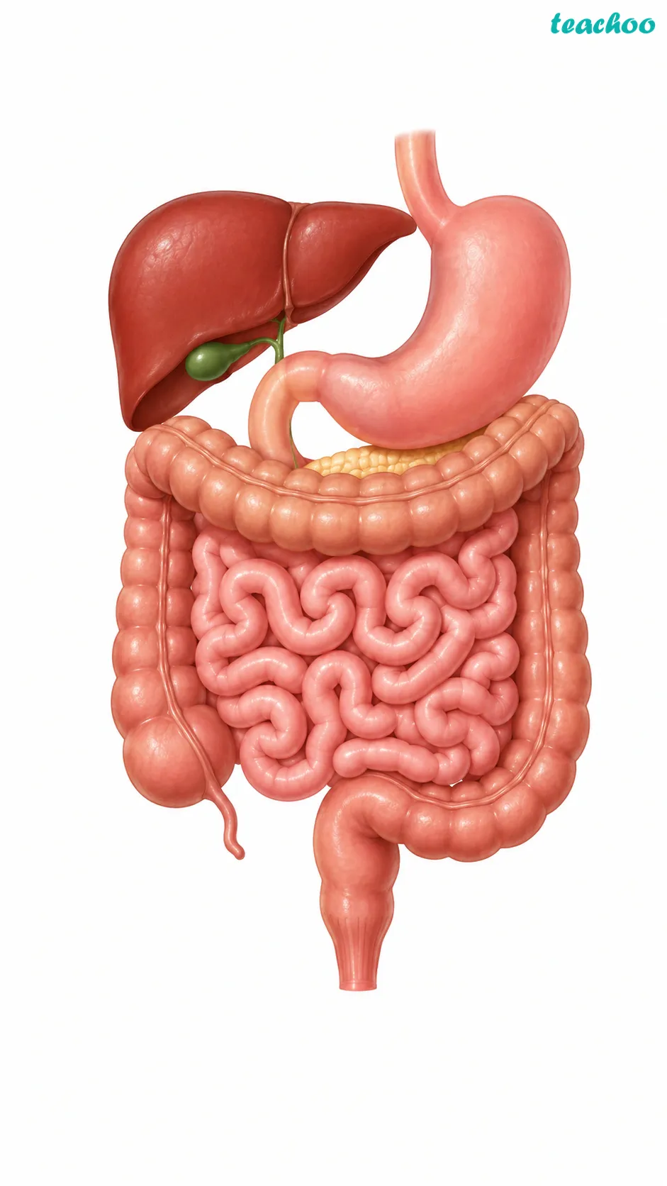 Image: The digestive system drawn as an organ system, showing the mouth, food pipe, stomach and intestine as separate organs that work together to carry out one major function of the body