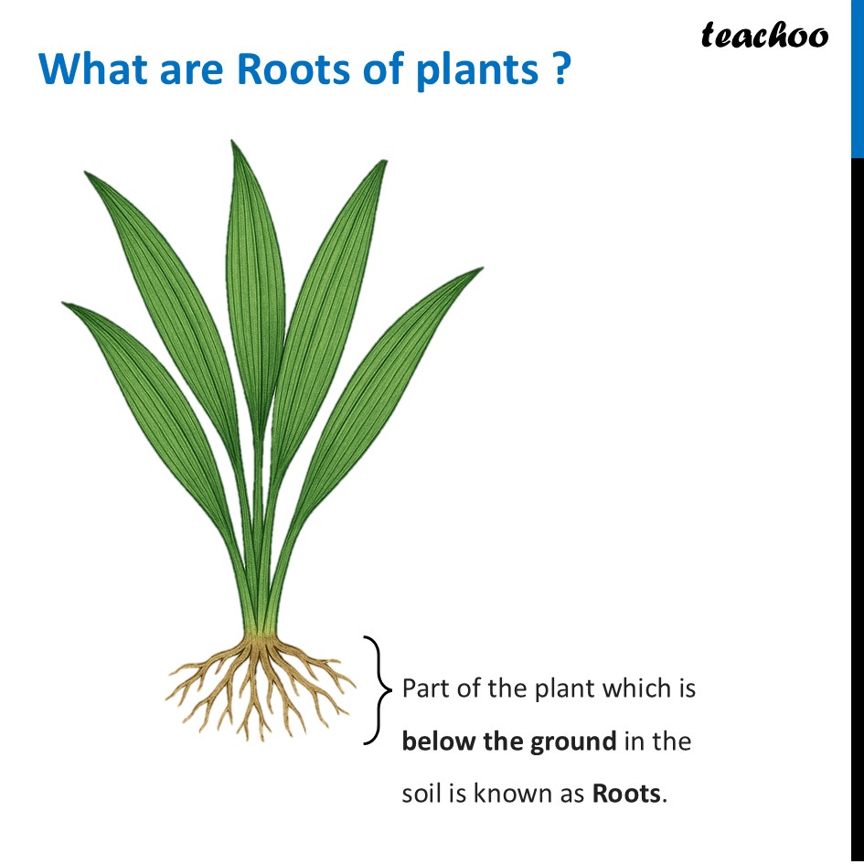 What are Tap Roots and Fibrous Roots? (Diversity In The Living World) - Concepts