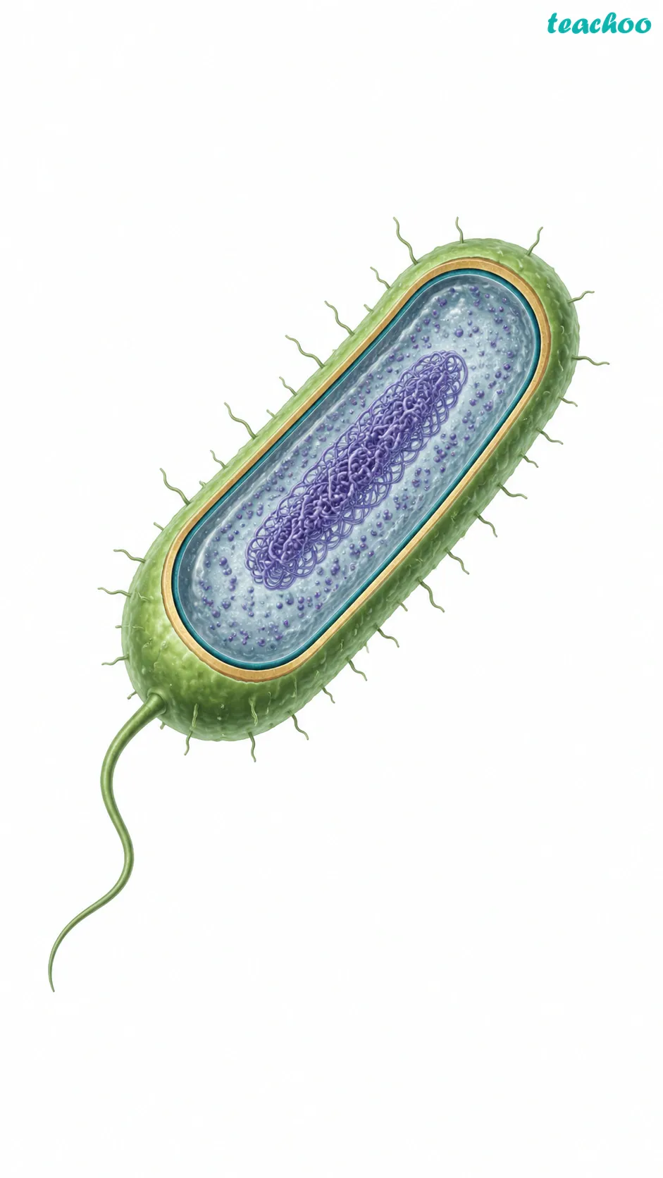 Image: A bacterial cell shown with a nucleoid region of genetic material that has no surrounding membrane, compared with a normal cell that has a clear round nucleus