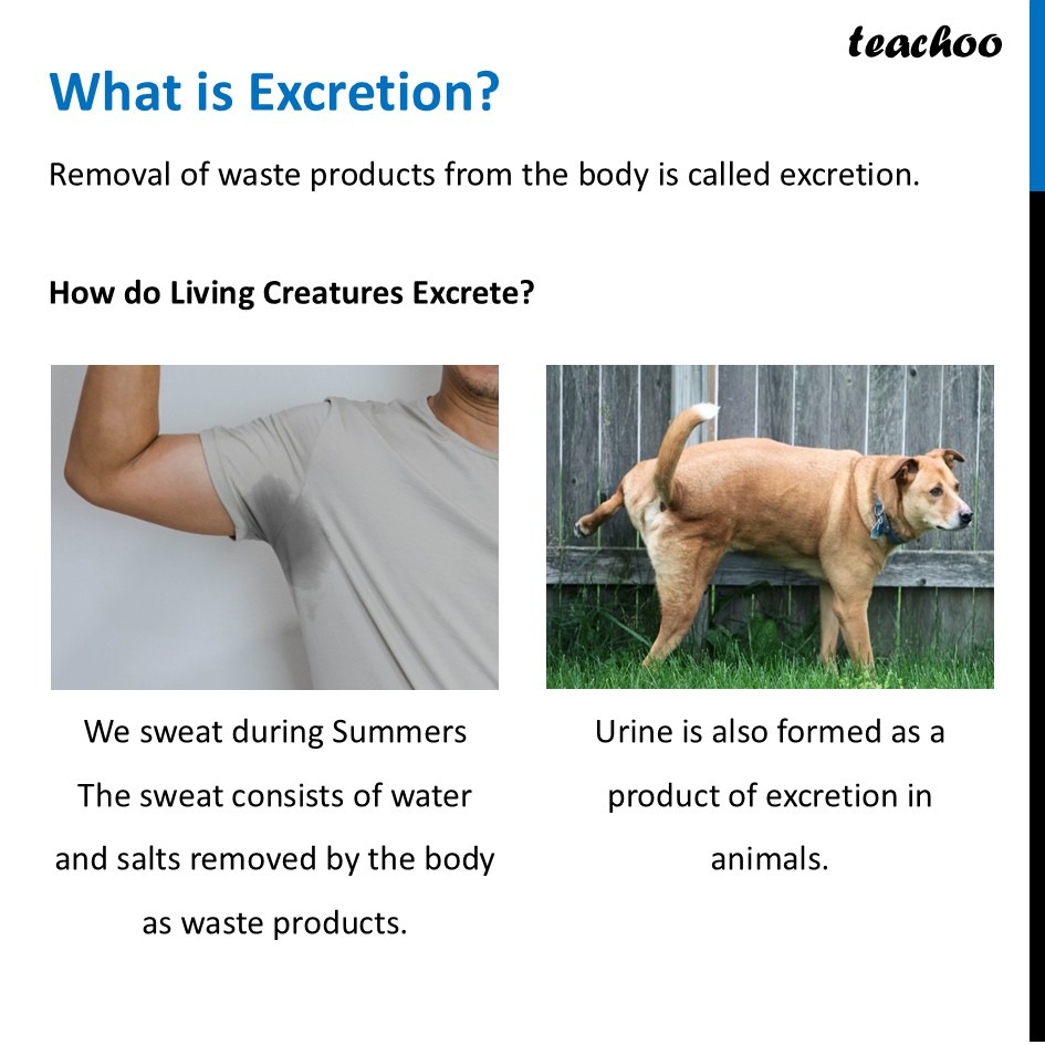 What is Excretion? [Living Creatures: Exploring their Characteristics] - Concepts
