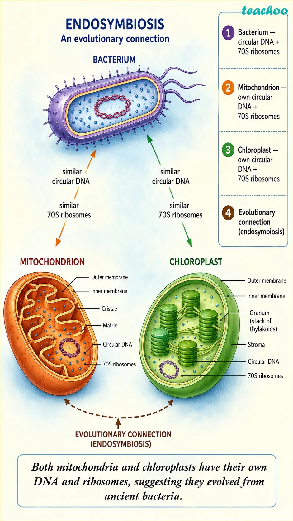 part 11 - 2.3.1 Why do eukaryotic cells need these organelles? - Concepts - Chapter 2 - Cell: The Building Block of Life (Exploration) - Class 9 (Exploration)