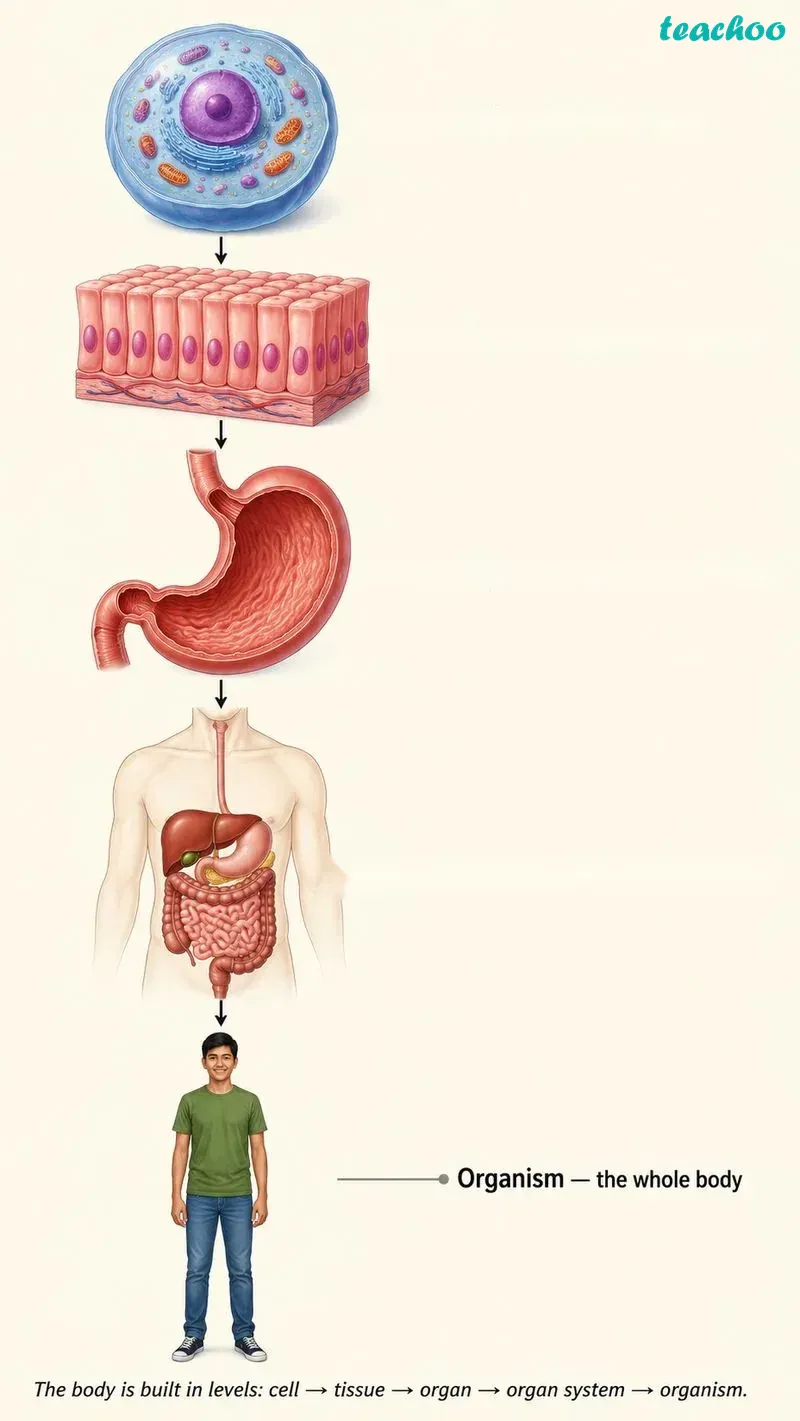 part 3 - Introduction - Concepts - Chapter 3 - Tissues in Action (Exploration) - Class 9 (Exploration)