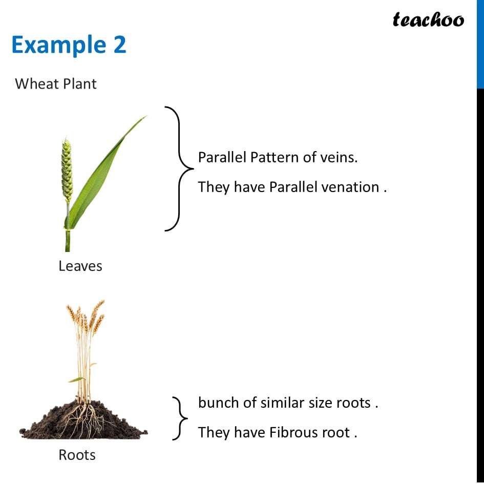 part 3 - Grouping Plants on basis of both Roots and Venation - Concepts - Chapter 2 Class 6 - Diversity in the living world (Curiosity) - Class 6