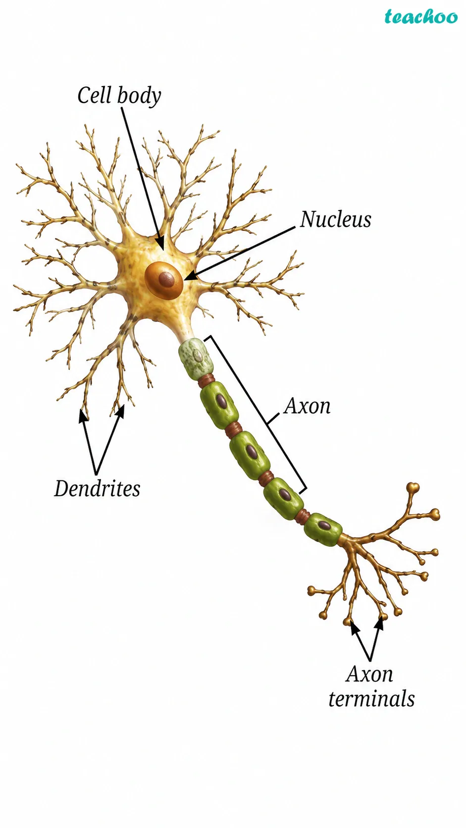 3.3.4 How does the body sense, c - Tissues in Action - [Teachoo] - Concepts