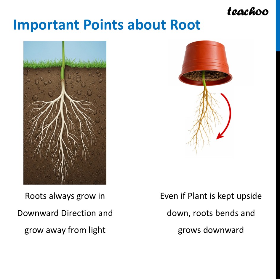 part 3 - Growth and Movement in Plants - Concepts - Chapter 10 Class 6 - Living Creatures: Exploring their Characterstics - Class 6
