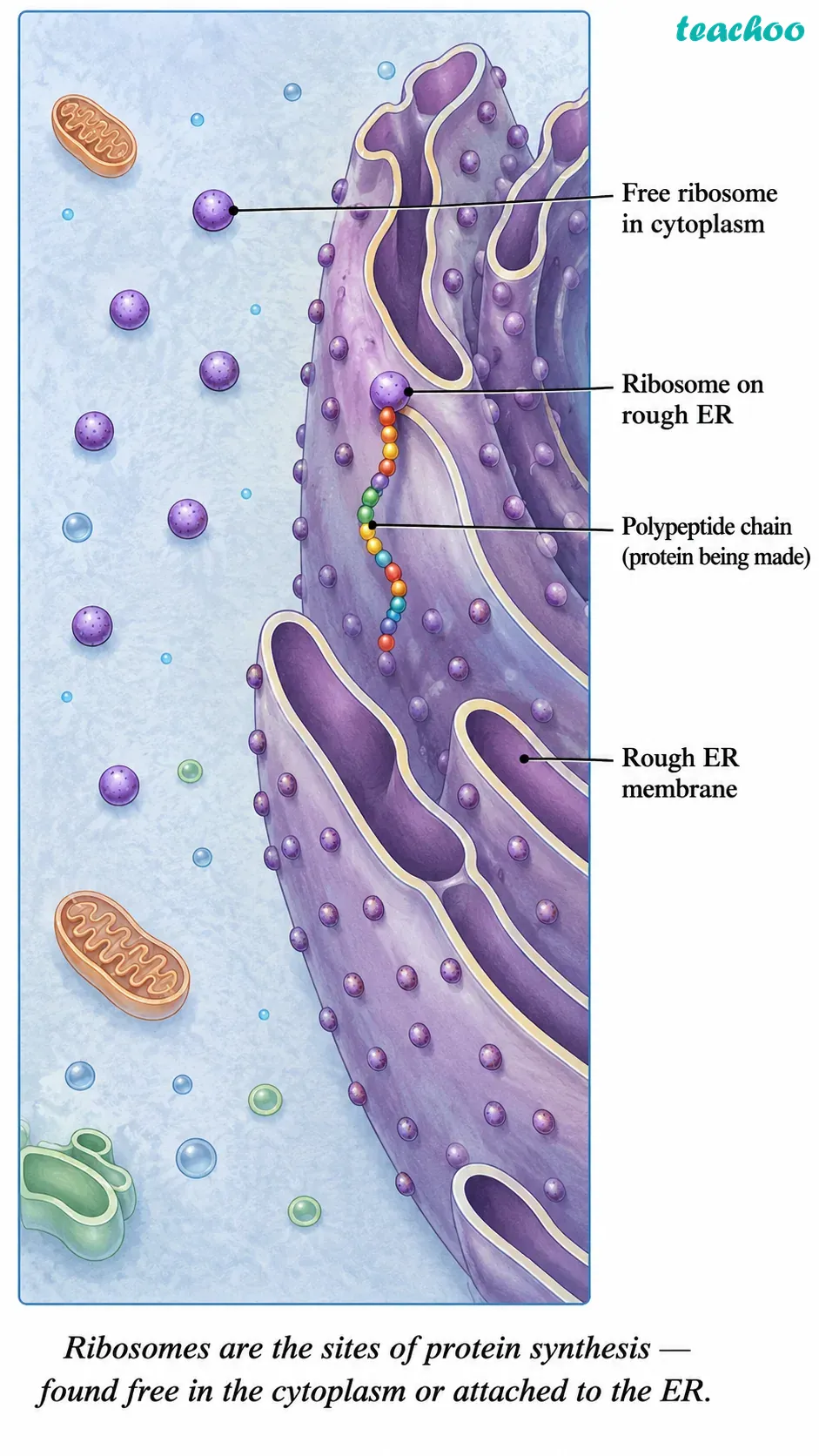part 4 - 2.3.1 Why do eukaryotic cells need these organelles? - Concepts - Chapter 2 - Cell: The Building Block of Life (Exploration) - Class 9 (Exploration)