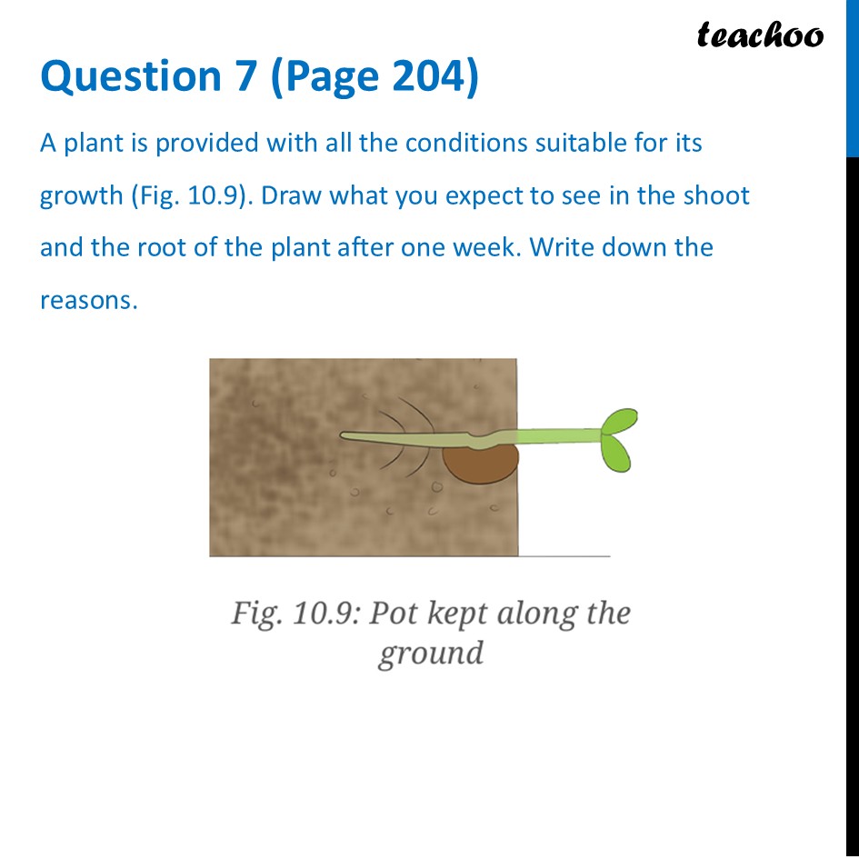 A plant is provided with all the conditions suitable for its growth - Questions at the end of chapter (Page 203 & 204)