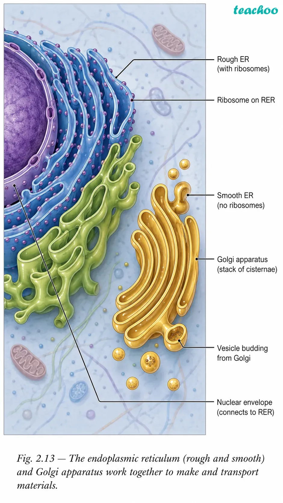 part 5 - 2.3.1 Why do eukaryotic cells need these organelles? - Concepts - Chapter 2 - Cell: The Building Block of Life (Exploration) - Class 9 (Exploration)