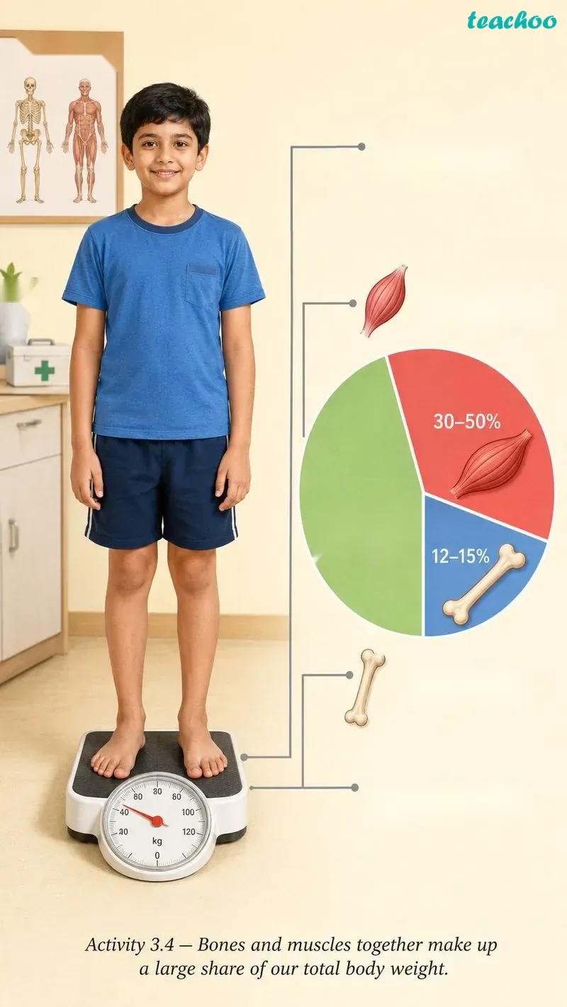 part 3 - 3.4 The Musculoskeletal System - Concepts - Chapter 3 - Tissues in Action (Exploration) - Class 9 (Exploration)