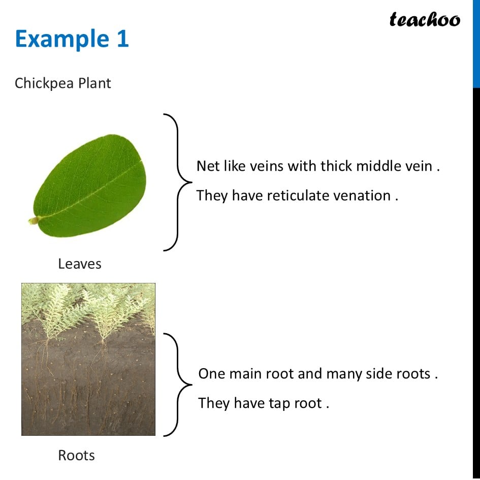part 2 - Grouping Plants on basis of both Roots and Venation - Concepts - Chapter 2 Class 6 - Diversity in the living world (Curiosity) - Class 6