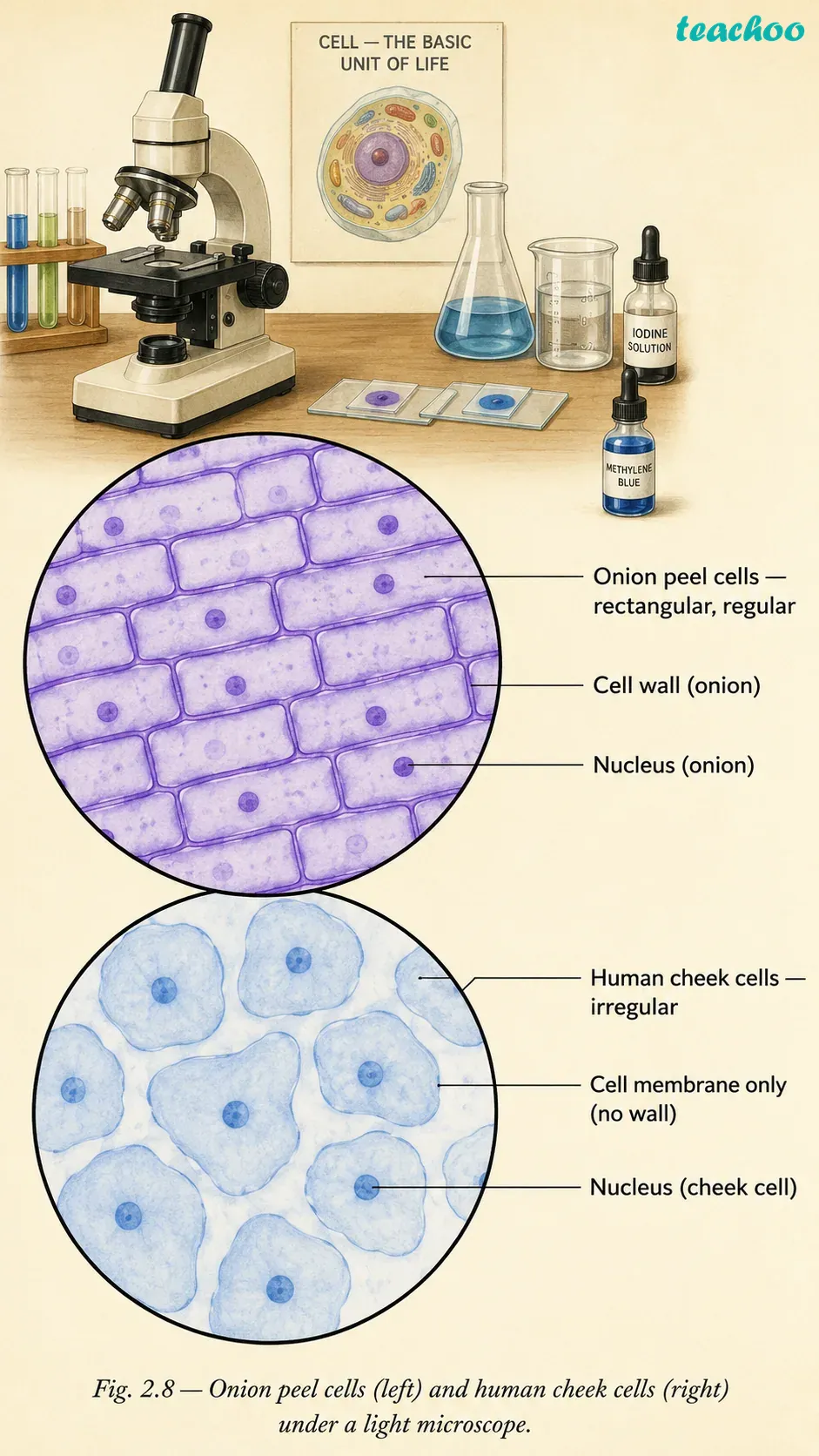 part 4 - 2.2.2 Cell wall — The outer covering of cells - Concepts - Chapter 2 - Cell: The Building Block of Life (Exploration) - Class 9 (Exploration)