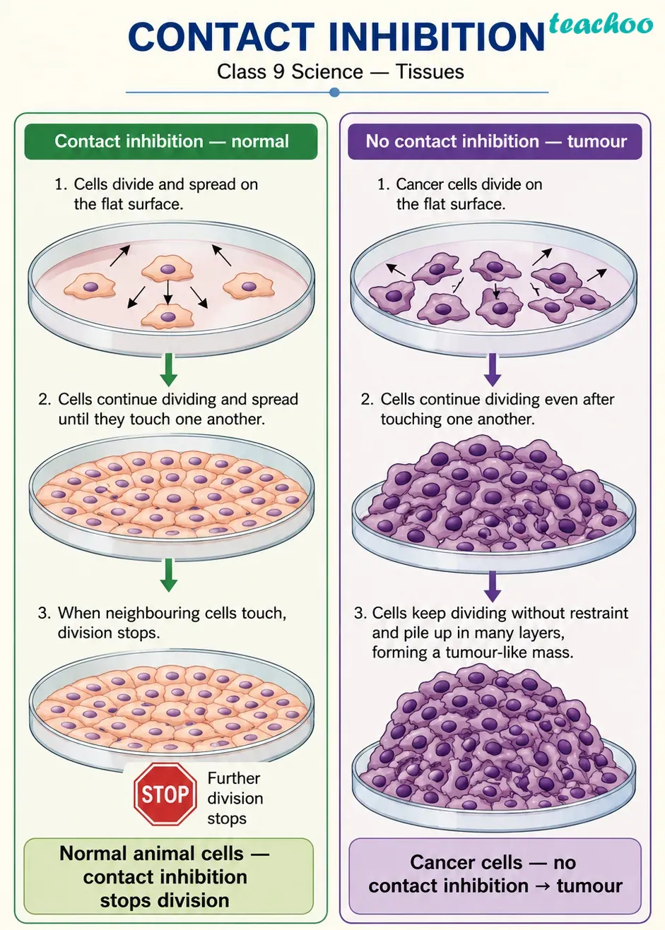 part 6 - 2.5 Cell Theory — The Unifying Principle of Biology - Concepts - Chapter 2 - Cell: The Building Block of Life (Exploration) - Class 9 (Exploration)