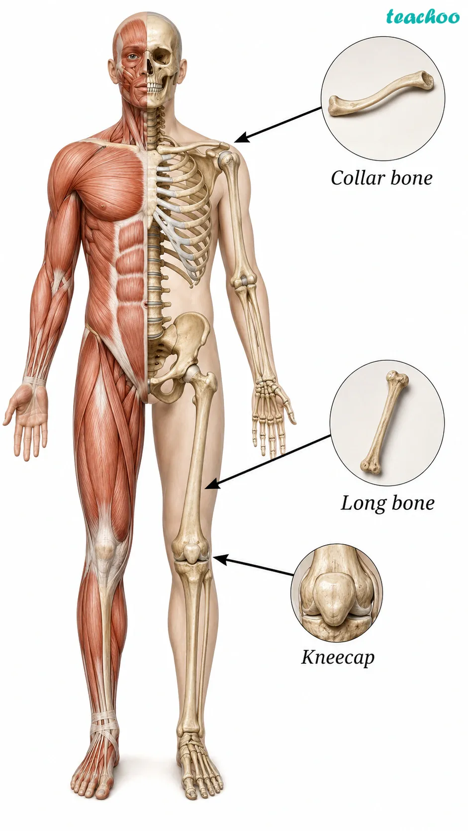 part 2 - 3.3.2 How are various parts connected in our body? - Concepts - Chapter 3 - Tissues in Action (Exploration) - Class 9 (Exploration)