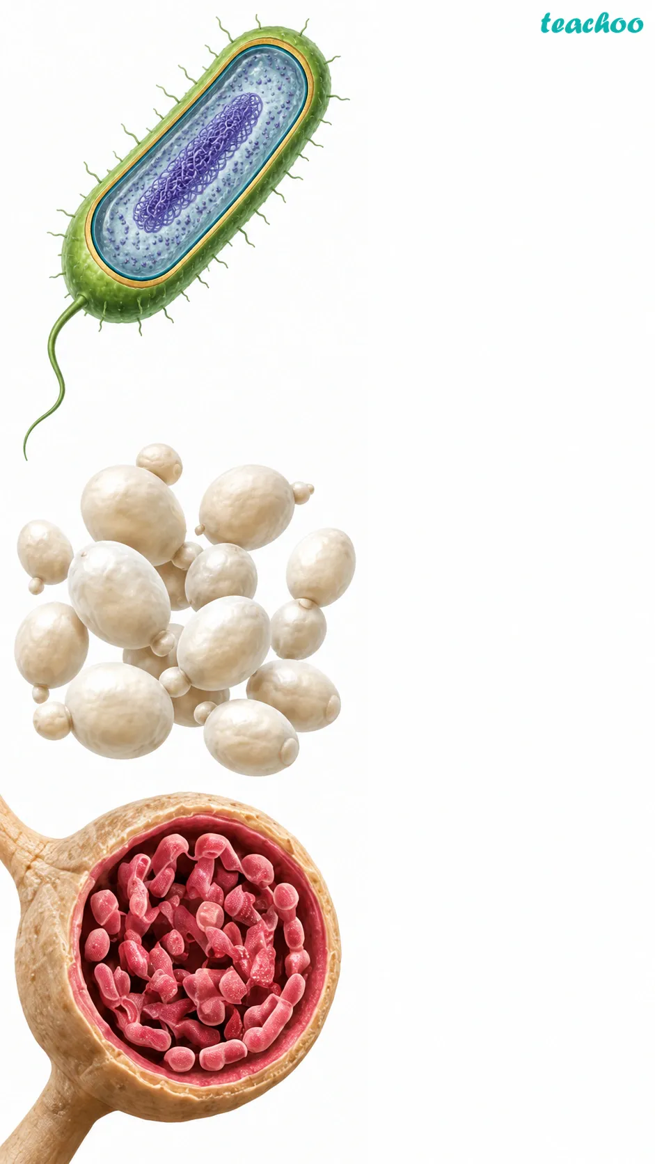 Image: Three mystery microorganisms to identify - a rod-shaped bacterium living in the gut, a round yeast cell making dough rise, and Rhizobium bacteria inside a legume root nodule