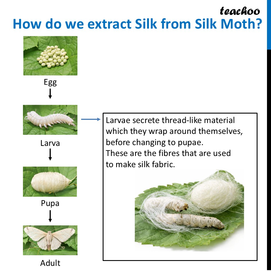 part 6 - Life Cycle of Animals - Concepts - Chapter 10 Class 6 - Living Creatures: Exploring their Characterstics - Class 6