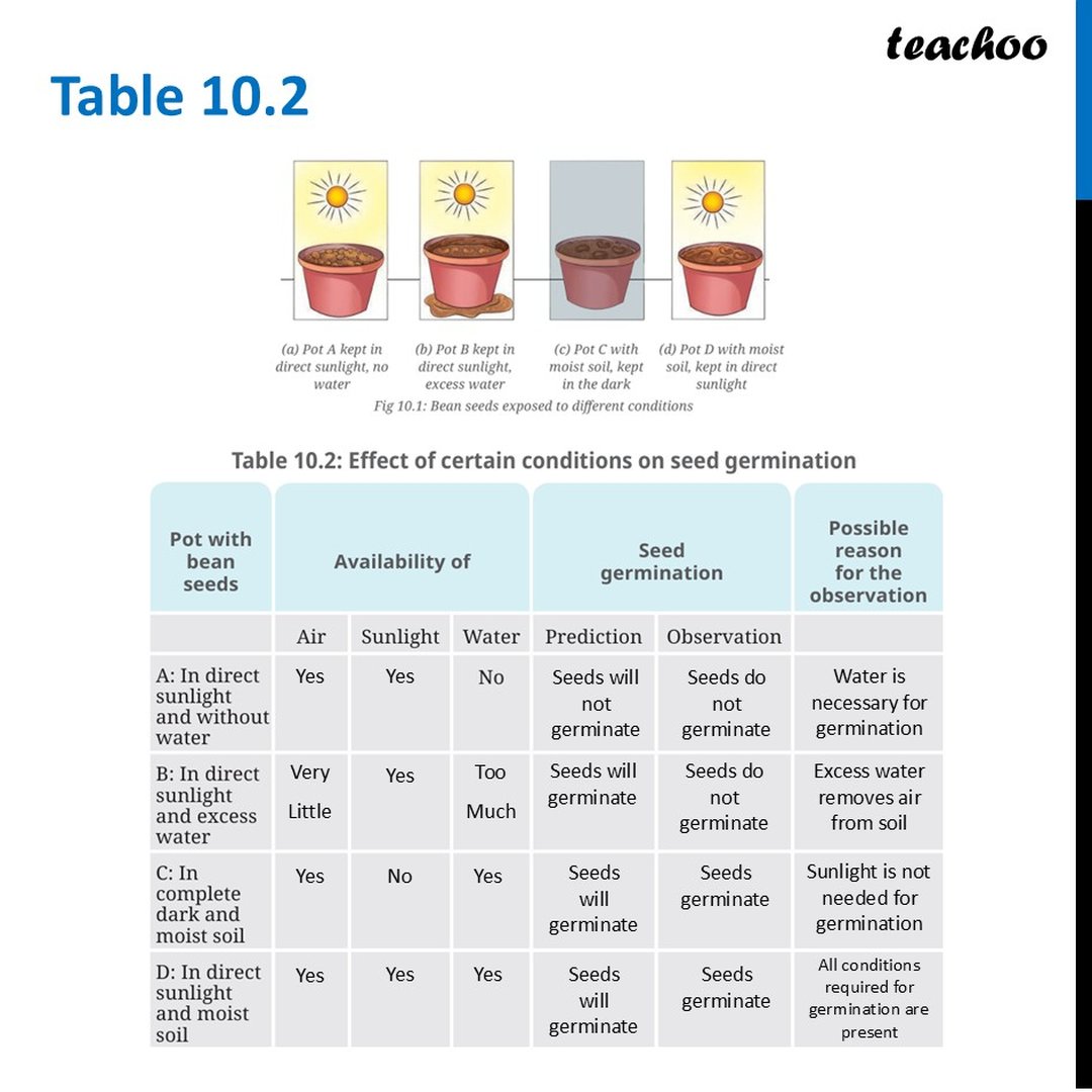 Essential Conditions for germination of a seed [With Example]