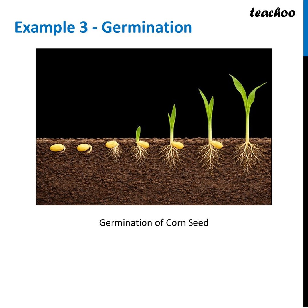 Essential Conditions for germination of a seed [With Example]