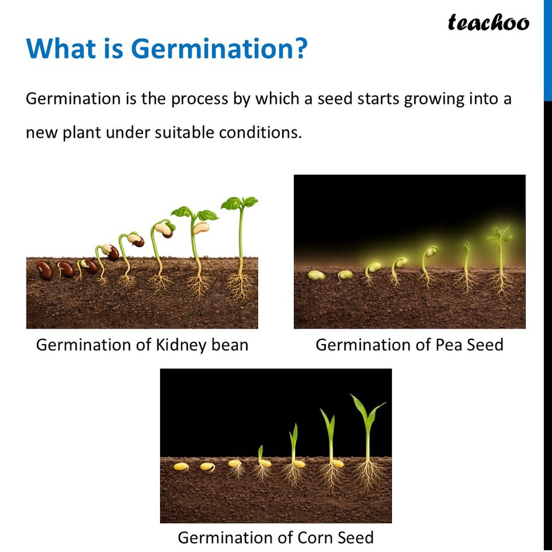 Essential Conditions for germination of a seed [With Example]