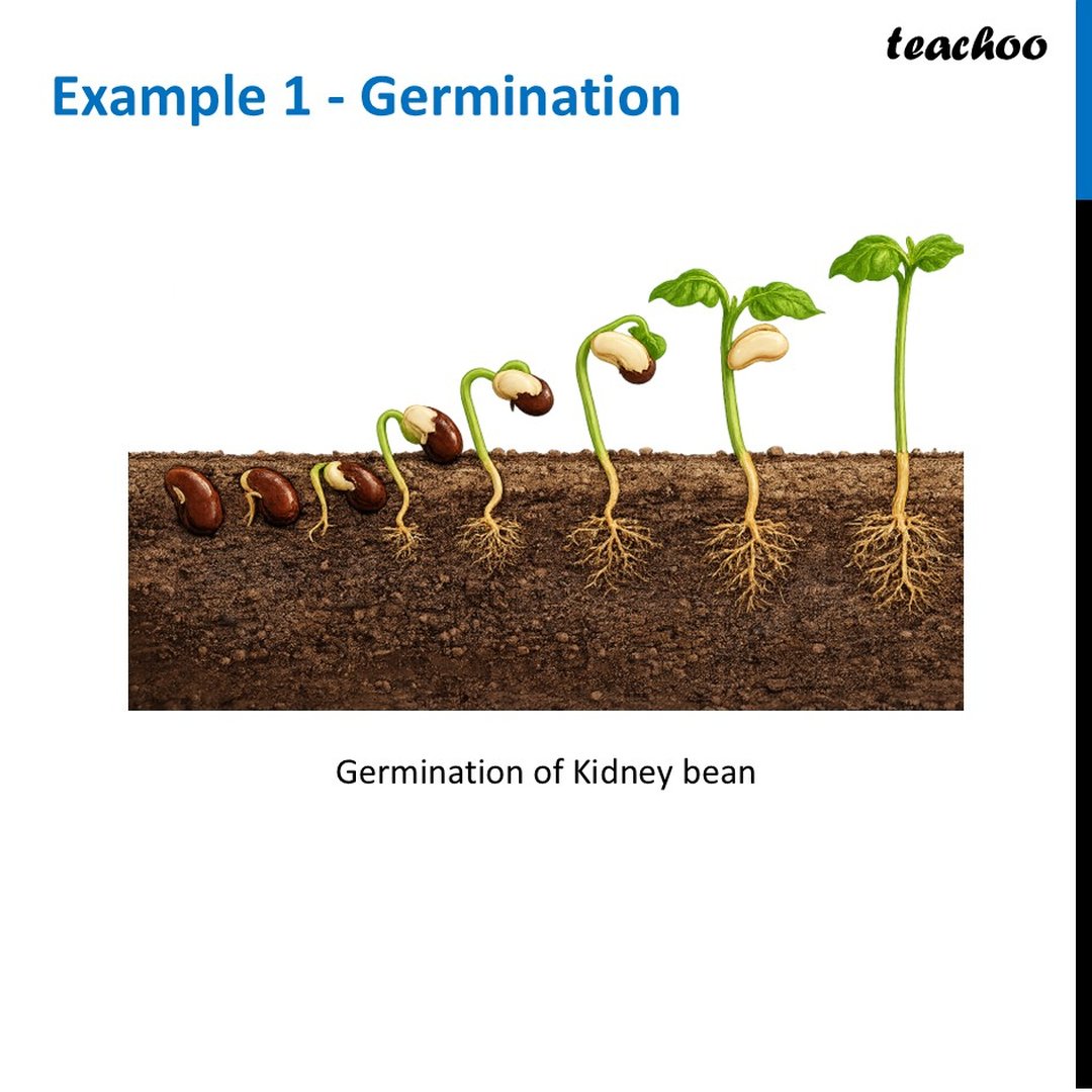 Essential Conditions for germination of a seed [With Example]